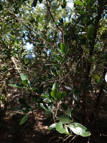 Mediterranean buckthorn