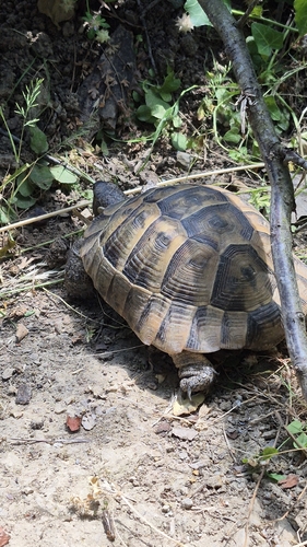 Greek Tortoise