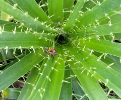 Alpaida quadrilorata