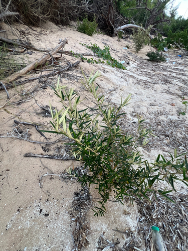 pineland croton