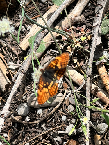 iNaturalist observation photo of Hoffmann's Checkerspot