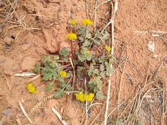 Cymopterus glomeratus
