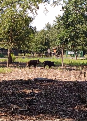 Sanglier
