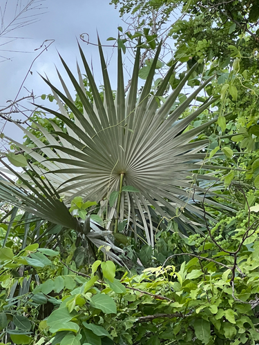 Coccothrinax jamaicensis