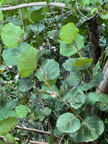 sea grape