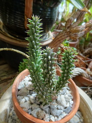Hoodia currorii