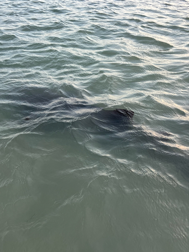 Nurse Shark