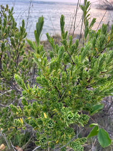 Baycedar