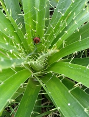 Alpaida quadrilorata