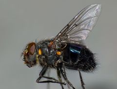 Calliphora quadrimaculata