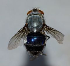 Calliphora quadrimaculata