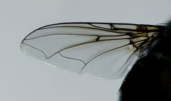 Calliphora quadrimaculata