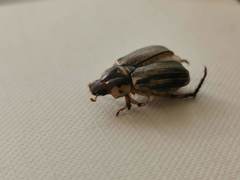 Paranomala inconstans