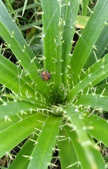 Alpaida quadrilorata