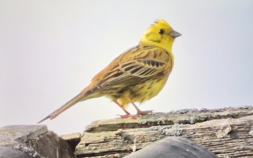 Yellowhammer