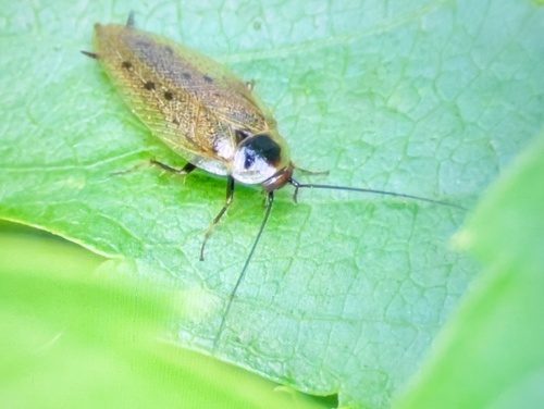 Dusky Cockroach