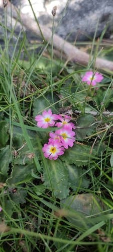 Primula warshenewskiana