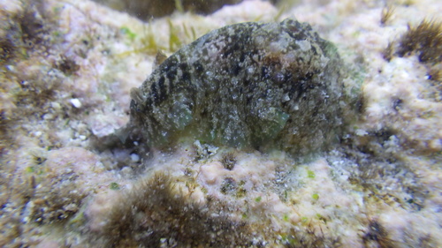 Dolabrifera dolabrifera, 2026-07-04