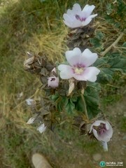 Tarasa hornschuchiana