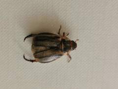 Paranomala inconstans