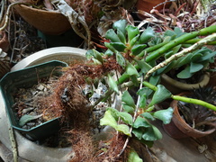 Adromischus cristatus