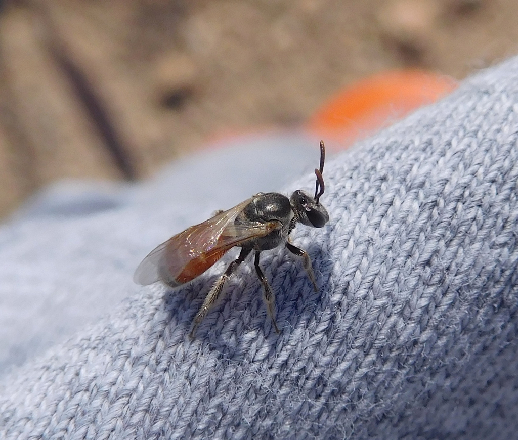 Swenk's Sweat Bee