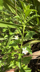 Capraria biflora, photograph author not stated, no rights reserved