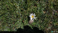 Hypochaeris taraxacoides