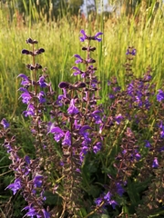 Salvia pratensis