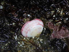 Semele rubropicta
