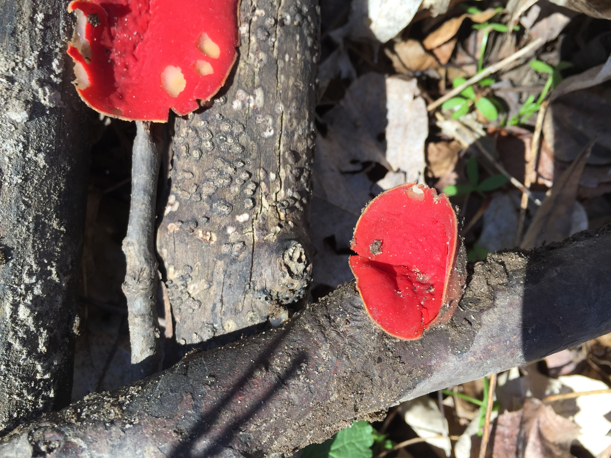 Sarcoscypha coccinea image