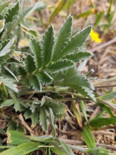 Potentilla hippiana, photograph 5
