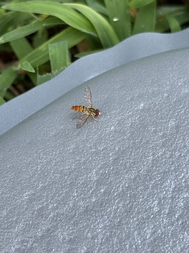 Maize Calligrapher
