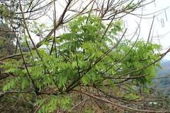 Cassia moschata