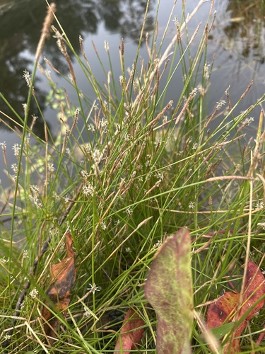Eleocharis montevidensis observed 2026-07-08