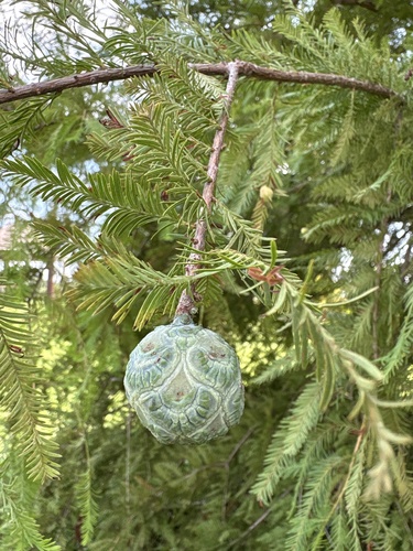 baldcypress