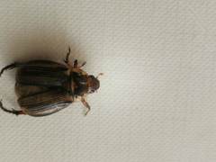 Paranomala inconstans