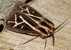 Apantesis williamsii