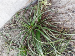 Trachyandra divaricata