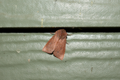 Orthosia transparens