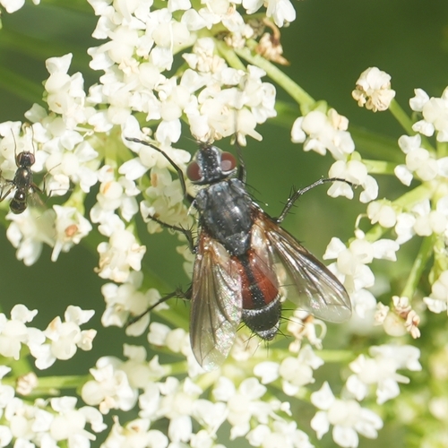 Hyperaea femoralis
