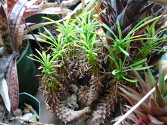 Euphorbia susannae