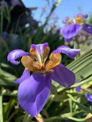 Trimezia coerulea