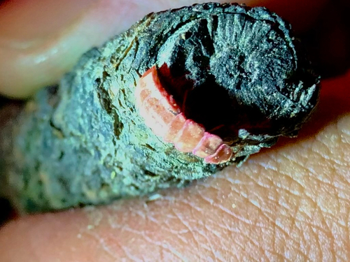 iNaturalist observation photo of California Pink Glowworm