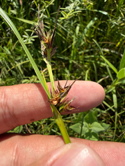 Scleria triglomerata, photograph (c) Brandon Corder, some rights reserved (CC BY)