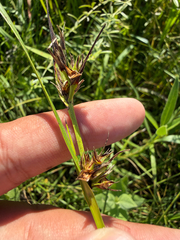 Scleria triglomerata, photograph (c) Brandon Corder, some rights reserved (CC BY)
