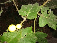 Solanum palinacanthum