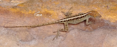 Anolis sagrei