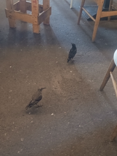 European Starling