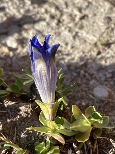 Gentiana alpina